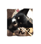 ごまさん。（個別スタンプ：8）