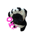 toy poodle RITA（個別スタンプ：1）