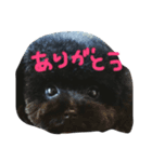 toy poodle RITA（個別スタンプ：3）