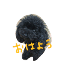 toy poodle RITA（個別スタンプ：5）