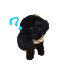 toy poodle RITA（個別スタンプ：7）