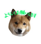 柴犬 むすびくん2（個別スタンプ：1）