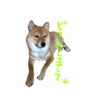 柴犬 むすびくん2（個別スタンプ：2）