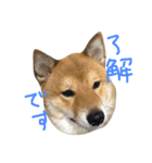 柴犬 むすびくん2（個別スタンプ：4）