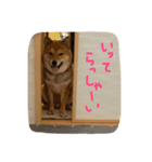 柴犬 むすびくん2（個別スタンプ：5）
