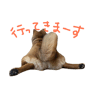 柴犬 むすびくん2（個別スタンプ：6）