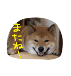 柴犬 むすびくん2（個別スタンプ：8）