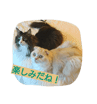ラブタン＆プリンちゃん（個別スタンプ：5）