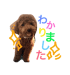 CHIRO Tiny poodle 7（個別スタンプ：1）