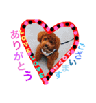 CHIRO Tiny poodle 7（個別スタンプ：2）