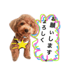 CHIRO Tiny poodle 7（個別スタンプ：3）