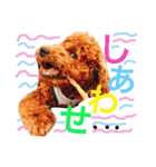 CHIRO Tiny poodle 7（個別スタンプ：4）