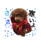 CHIRO Tiny poodle 7（個別スタンプ：5）