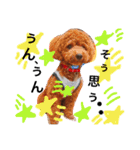 CHIRO Tiny poodle 7（個別スタンプ：6）