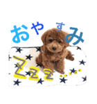 CHIRO Tiny poodle 7（個別スタンプ：7）