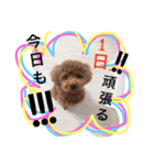 CHIRO Tiny poodle 7（個別スタンプ：9）