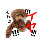CHIRO Tiny poodle 7（個別スタンプ：10）