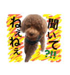 CHIRO Tiny poodle 7（個別スタンプ：12）