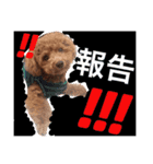 CHIRO Tiny poodle 7（個別スタンプ：13）