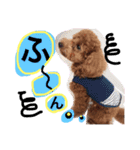 CHIRO Tiny poodle 7（個別スタンプ：14）