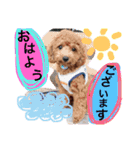 CHIRO Tiny poodle 7（個別スタンプ：15）