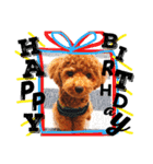 CHIRO Tiny poodle 7（個別スタンプ：16）