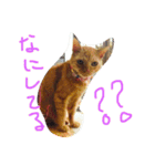 我が家のアイドル♡（個別スタンプ：1）