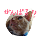 我が家のアイドル♡（個別スタンプ：4）
