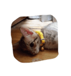 cat cat so cute（個別スタンプ：1）