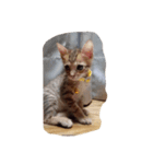 cat cat so cute（個別スタンプ：2）