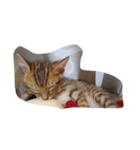 cat cat so cute（個別スタンプ：5）