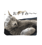 みゅうの日常（個別スタンプ：1）