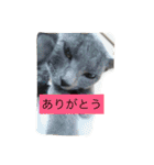みゅうの日常（個別スタンプ：6）