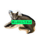 みゅうの日常（個別スタンプ：17）