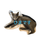 みゅうの日常（個別スタンプ：24）