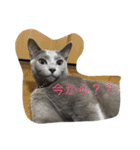 みゅうの日常（個別スタンプ：31）
