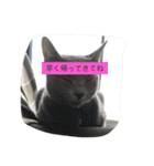 みゅうの日常（個別スタンプ：40）