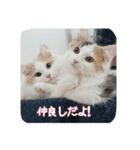 Holmes family No.2（個別スタンプ：15）