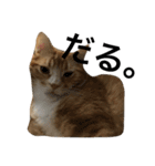 まろ 猫（個別スタンプ：2）