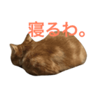 まろ 猫（個別スタンプ：3）