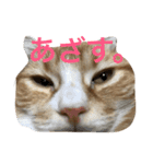 まろ 猫（個別スタンプ：4）