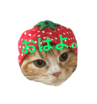 まろ 猫（個別スタンプ：5）