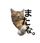 まろ 猫（個別スタンプ：6）