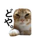 まろ 猫（個別スタンプ：8）