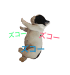 CREA  Family（個別スタンプ：2）