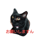 家猫の日常（個別スタンプ：2）
