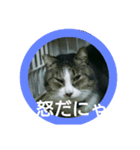 家猫の日常（個別スタンプ：4）