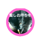 家猫の日常（個別スタンプ：5）