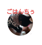 家猫の日常（個別スタンプ：6）