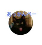 家猫の日常（個別スタンプ：7）